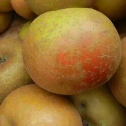 Apple Ashmead's Kernel -Fruit Garden Shop ashmeads kernel06
