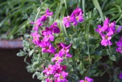 Alpine And Rockery Perennials Mix -Fruit Garden Shop aubretia 5020823