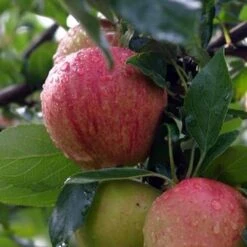 Apple Bloody Butcher -Fruit Garden Shop bloody butcher 02