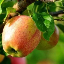 Apple Bloody Butcher -Fruit Garden Shop bloody butcher 03