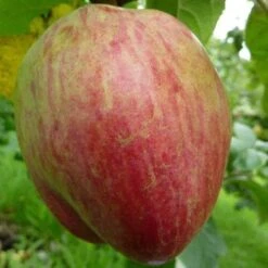 Apple Bloody Butcher -Fruit Garden Shop bloody butcher 1