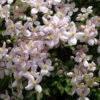 Clematis Montana Fragrant Spring -Fruit Garden Shop blossom plant flower rose herb botany flora wildflower flowers shrub clematis flowering candytuft garden plant jasmine flowering plant land plant breckland thyme evergreen cand