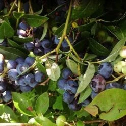 Fruit Garden Shop -Fruit Garden Shop blueberry goldtraube 2