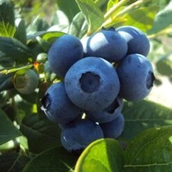 Blueberry Goldtraube -Fruit Garden Shop blueberry goldtraube 3