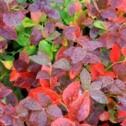 Blueberry Goldtraube -Fruit Garden Shop blueberry goldtraube 4