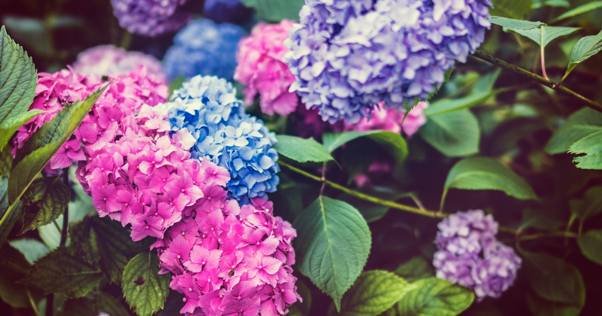 Fruit Garden Shop -Fruit Garden Shop cach cam hoa cam tu cau tuoi lau 1