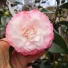 Camelia Japonica Nuccio's Pearl -Fruit Garden Shop camelliajaponicanuccio spearl1.ff