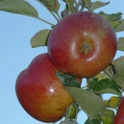 Apple Chisel Jersey -Fruit Garden Shop chisel jersey04