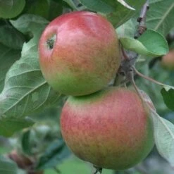 Apple Chisel Jersey -Fruit Garden Shop chisel jersey05