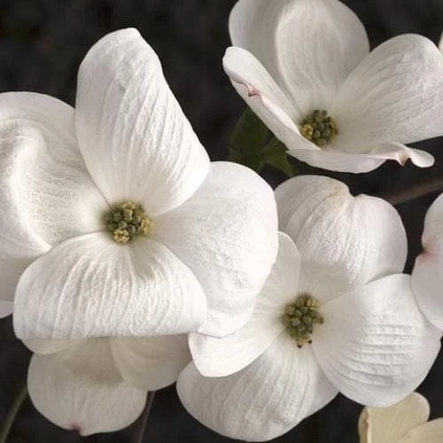 Cornus Eddie's White Wonder 4 Cornus Eddie's White Wonder - Image 2