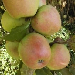 Apple Crispin -Fruit Garden Shop crispin06