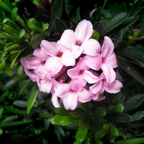 Daphne X Transatlantica Pink Fragrance 3 Daphne X Transatlantica Pink Fragrance