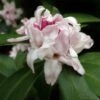 Daphne Odora Perfume Princess -Fruit Garden Shop daphne gc9ef9b948 1920