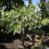 Davidia Involucrata Sonoma -Fruit Garden Shop davidia involucrata dove tree sonoma 041816 104