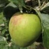 Apple Dick Davies 1 Apple Dick Davies -Fruit Garden Shop dick davies01 3880c558 5322 4274 bb08 13b8f1dfb5d9