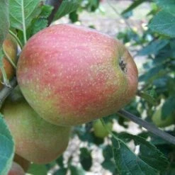Apple Dick Davies -Fruit Garden Shop dick davies04 9d81d160 cbff 4eff a3c6 6ee360c28926