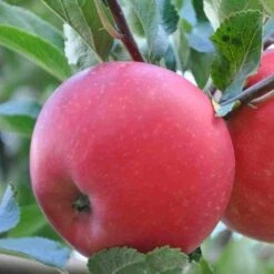 Apple Discovery -Fruit Garden Shop discovery05