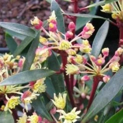 Drimys Lanceolata Red Spice 7 Drimys Lanceolata Red Spice -Fruit Garden Shop drimys lanceolata red spice01