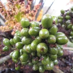 Chamaerops Humilis -Fruit Garden Shop e97261eb ae62 400f b920 17937e963287