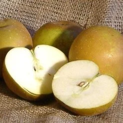 Apple Egremont Russet 8 Apple Egremont Russet -Fruit Garden Shop egremont russet01