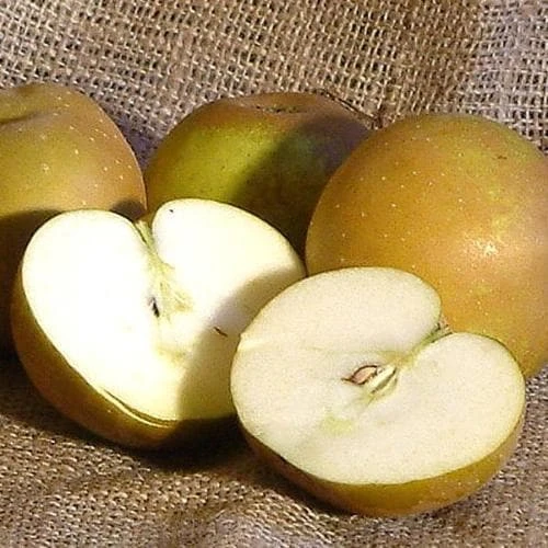 Apple Egremont Russet 5 Apple Egremont Russet - Image 3