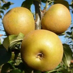 Apple Egremont Russet 7 Apple Egremont Russet -Fruit Garden Shop egremont russet02