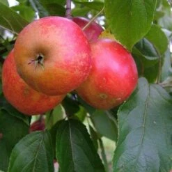 Apple Red Elstar -Fruit Garden Shop elstar03