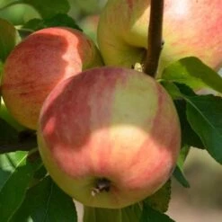 Apple Elstar -Fruit Garden Shop elstar06