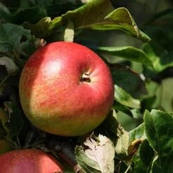 Apple Elstar -Fruit Garden Shop elstar07