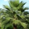 Washingtonia Robusta 2 Washingtonia Robusta -Fruit Garden Shop f1bddd07 ba0f 4e6a 8aef 6731fe0df1ee