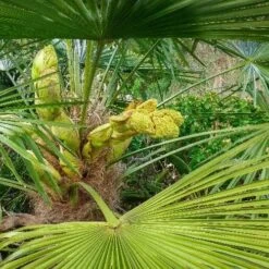 Chamaerops Humilis -Fruit Garden Shop fa286bad 11e0 4d05 ad08 855371ddaaac