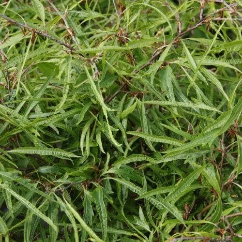 Fagus Sylvatica Mercedes 3 Fagus Sylvatica Mercedes