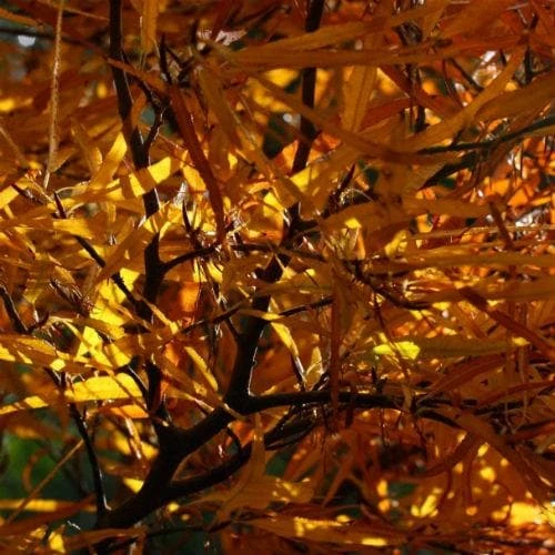 Fagus Sylvatica Mercedes 4 Fagus Sylvatica Mercedes - Image 2