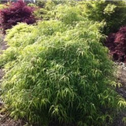 Fagus Sylvatica Mercedes 7 Fagus Sylvatica Mercedes -Fruit Garden Shop fagus sylvatica mercedes 03x