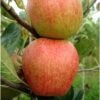 Apple Red Falstaff 1 Apple Red Falstaff -Fruit Garden Shop falstaff red03