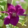 Clematis Polish Spirit 2 Clematis Polish Spirit -Fruit Garden Shop flower gcee8e53a3 1920