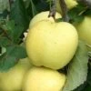 Apple Greensleeves -Fruit Garden Shop greensleeves01