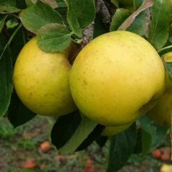 Fruit Garden Shop -Fruit Garden Shop grenadier01