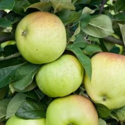 Apple Grenadier -Fruit Garden Shop grenadier03