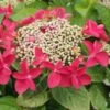Hydrangea Macropylla Teller Red -Fruit Garden Shop hydrangea teller red 2