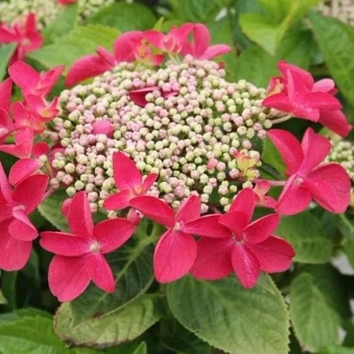 Hydrangea Macropylla Teller Red 3 Hydrangea Macropylla Teller Red