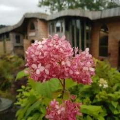 Hydrangea Arborescens Pink Annabelle -Fruit Garden Shop hydrangeapinkannabelle