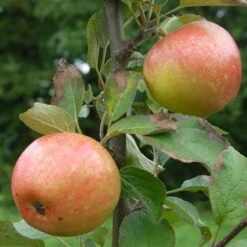 Apple Irish Peach -Fruit Garden Shop irish peach02