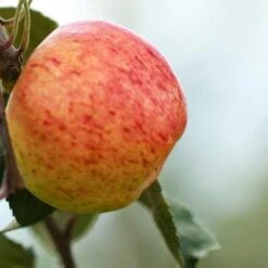Apple Irish Peach -Fruit Garden Shop irish peach03