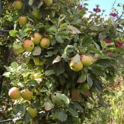 Apple James Grieve -Fruit Garden Shop james grieve02