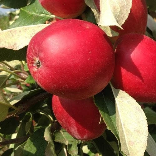 Apple Katy 3 Apple Katy