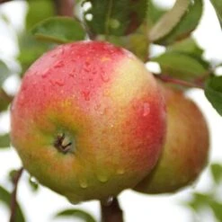 Apple Laxton Superb -Fruit Garden Shop laxtons superb02