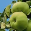Apple Limelight -Fruit Garden Shop limelight 01