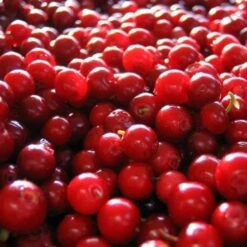 Lingonberry Little Miss Cherry -Fruit Garden Shop lingonberry little miss cherry 3