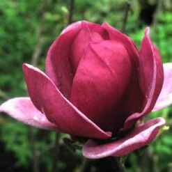 Magnolia X Soulangeana Lilliflora Genie -Fruit Garden Shop magnolia genie 5